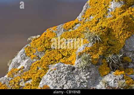 gelbe Flechten auf Stein in Nahaufnahme Schuss Stockfoto