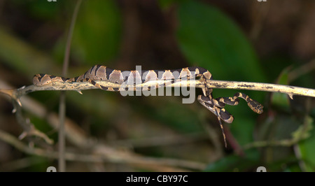 Stumpfe Spitze Rebe Schlange Imantodes Cenchoa costarica Stockfoto