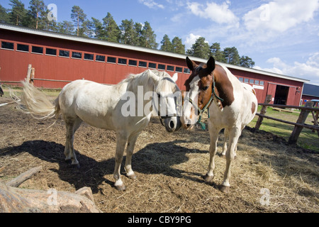 zwei Pferde Stockfoto