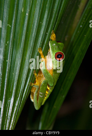 Rotäugigen Baumfrosch Agalychnis Callidryas Costa Rica Stockfoto