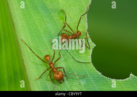 Blatt-Cutter Ameisen, San Vito, Costa Rica, Provinz Puntarenas Stockfoto