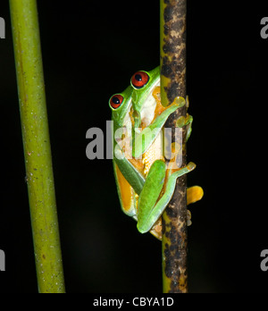 Rotäugigen Baumfrosch (Agalychnis Callidryas), Costa Rica Stockfoto