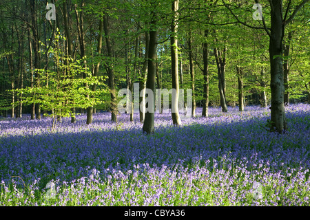 Glockenblumen im Frühjahr. Pipers Holz in der Nähe von Amersham & Little Missenden, die teilweise zerstört wird durch die HS2 High Speed Rail Line Stockfoto