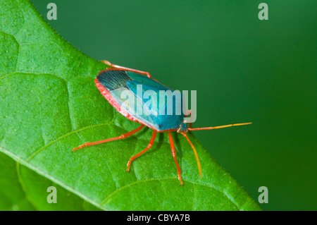 Rotbeinige stinken Bug (Edessa Rutomarginata), Costa Rica Stockfoto