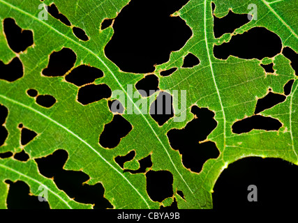 Blatt mit Löchern, von Schädlingen gefressen. Stockfoto