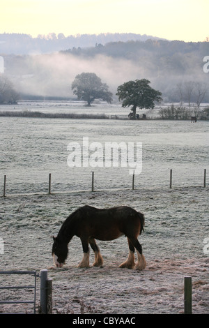 Ein Pferd sucht einige Rasen auf einem gefrorenen frühmorgens in Buildwas, Shropshire. Stockfoto