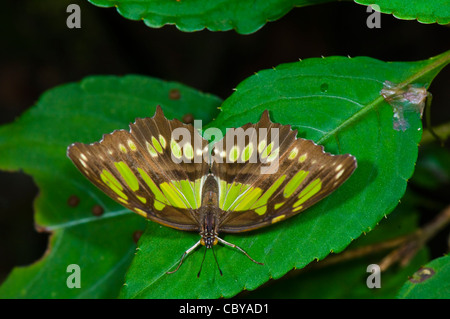 Malachit Schmetterling (Siproeta Stelenes), Manuel Antonio, Costa Rica Stockfoto