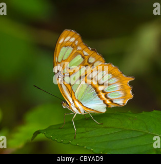 Malachit Schmetterling (Siproeta Stelenes), Manuel Antonio, Costa Rica Stockfoto