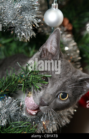 junge graue Kätzchen spielen und verstecken sich in einen künstlichen Weihnachtsbaum Kauen eine rosa Kugel Dekoration Stockfoto
