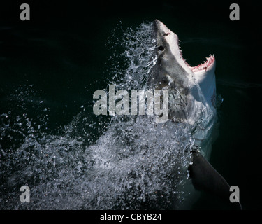 Great White Shark Verstöße im Profil Stockfoto