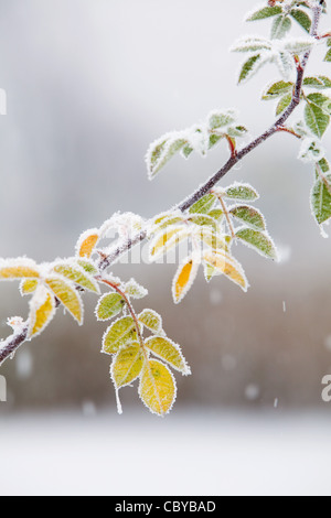 Schnee fällt um gefrorene Blätter in der englischen Landschaft Stockfoto