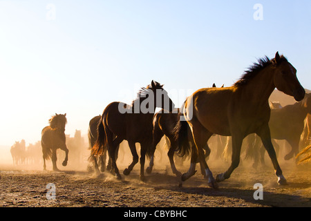 Eine Herde Pferde laufen in der Inneren Mongolei Stockfoto