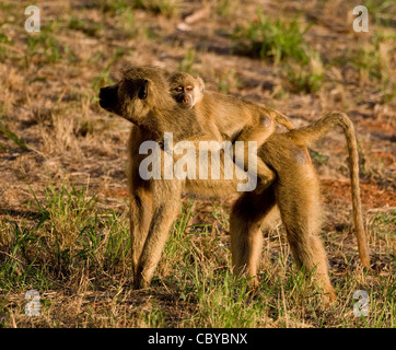 Weibliche Gelbe Pavian Papio Cynocephalus mit jungen klammerte sich am fest im südlichen Kenia Tsavo Nationalpark Stockfoto