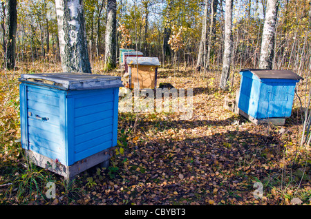 Farbige Bienenstöcke stehen zwischen Birken im Herbst. Schöne Naturkulisse. Bienen, die Vorbereitung für den Winter. Stockfoto