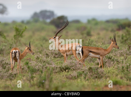 Männliche Grant es Gazelle Nanger Granti und zwei Weibchen im Tsavo Nationalpark Kenia Stockfoto