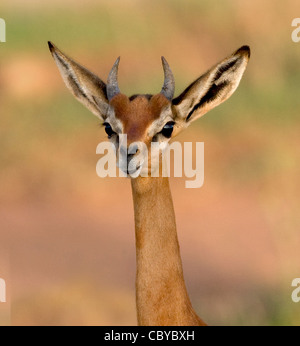Porträt einer jungen männlichen Gerenuk Litocranius Walleri in Tsavo Nationalpark Südkenia Hörner und Kaninchen wie Ohren zeigen Stockfoto