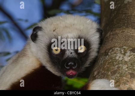 Coquerel Sifaka ruht auf einem Baum in den Nationalpark von Ankarafantsika, Madagaskar Stockfoto