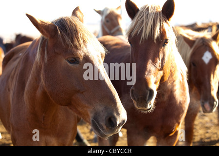 Pferde auf einer Ranch in der Inneren Mongolei Stockfoto