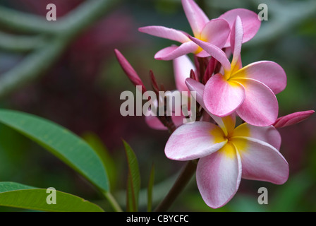 Nahaufnahme von rosa farbigen Frangipani-Blüten auf einem Baum Stockfoto