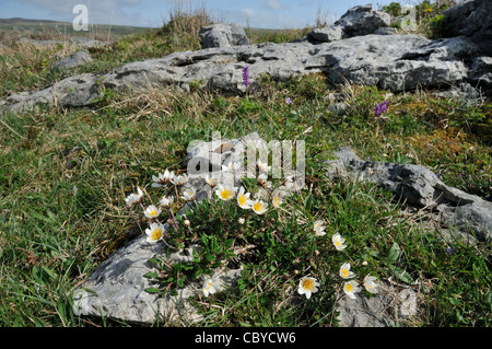 Mountain Avens - Dryas Octopetala, wachsen auf The Burren Stockfoto