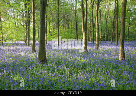 Glockenblumen im Frühjahr. Pipers Holz in der Nähe von Amersham & Little Missenden, die teilweise zerstört wird durch die HS2 High Speed Rail Line Stockfoto