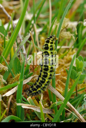 Sechs-Spot Burnet Motten Caterpillar - Zygaena Filipendulae Anglicola Caterpillar in Rasen Stockfoto