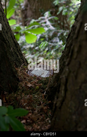 Der Geocache-Dose in den Stamm eines Baumes gefunden Stockfoto