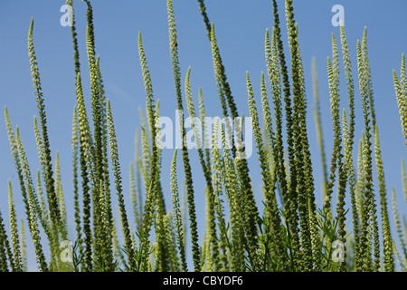 Schweißnaht (Reseda Luteola) traditionell zum gelben Farbstoff verwendet. Auch bekannt als der Färberwau. Stockfoto