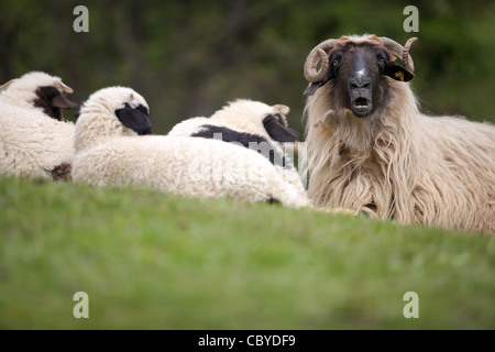 Schafe auf grüner Wiese ausruhen, schauen einer von ihnen neugierig in die Kamera Stockfoto
