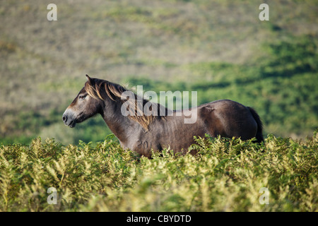 Exmoor Pony Dunkery und Horner Wald NNR, Somerset, Großbritannien Stockfoto