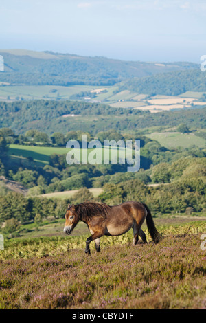 Exmoor Pony Dunkery und Horner Wald NNR, Somerset, Großbritannien Stockfoto