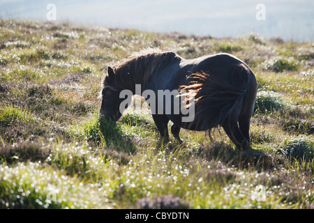 Exmoor Pony Dunkery und Horner Wald NNR, Somerset, Großbritannien Stockfoto