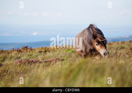 Exmoor Pony Dunkery und Horner Wald NNR, Somerset, Großbritannien Stockfoto