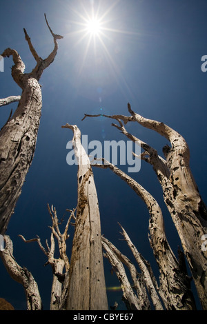 Sunburst durch die Bäume - Mowani Mountain Camp - Twyfelfontein, Damaraland, Namibia, Afrika Stockfoto