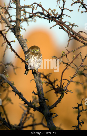 Perle entdeckt Owlet - Mowani Mountain Camp - Twyfelfontein, Damaraland, Namibia, Afrika Stockfoto