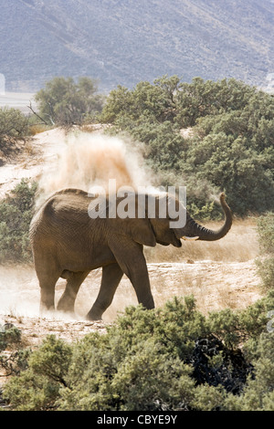 Afrikanischer Elefant (wüstenangepassten) - Huab Fluss, in der Nähe von Twyfelfontein, Damaraland, Namibia, Afrika Stockfoto