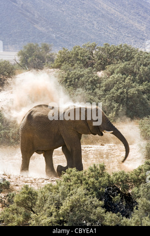 Afrikanischer Elefant (wüstenangepassten) - Huab Fluss, in der Nähe von Twyfelfontein, Damaraland, Namibia, Afrika Stockfoto