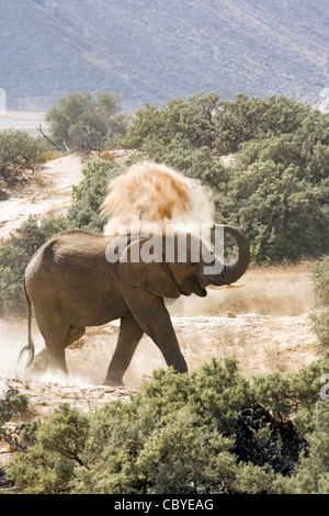 Afrikanischer Elefant (wüstenangepassten) - Huab Fluss, in der Nähe von Twyfelfontein, Damaraland, Namibia, Afrika Stockfoto