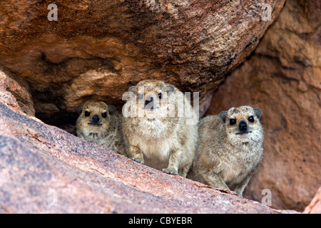 Rock Hyrax Familie - Mowani Mountain Camp - Twyfelfontein, Damaraland, Namibia, Afrika Stockfoto