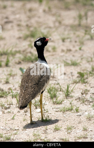 Nördlichen schwarzen Korhaan - Etosha Nationalpark, Namibia, Afrika Stockfoto