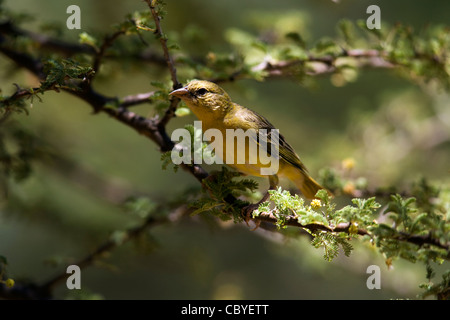 Südlichen Masked Weaver oder afrikanischen Masked Weaver - Okonjima, in der Nähe von Otjiwarongo, Namibia, Afrika Stockfoto