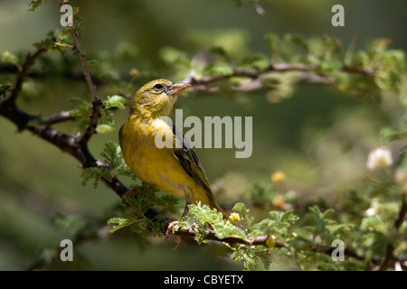 Südlichen Masked Weaver oder afrikanischen Masked Weaver - Okonjima, in der Nähe von Otjiwarongo, Namibia, Afrika Stockfoto