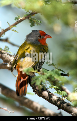 Grün-winged Pytilia oder Melba Finch - Okonjima, in der Nähe von Otjiwarongo, Namibia, Afrika Stockfoto