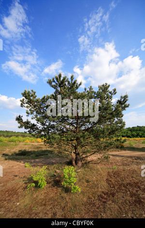 Kiefer im Moor Stockfoto