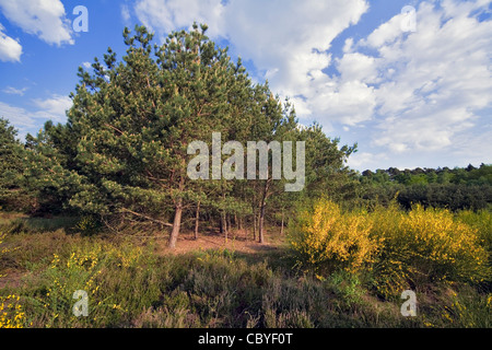 Kiefern im Moor Stockfoto