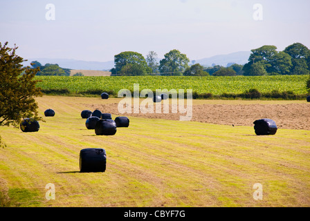 Kautionen von silage Stockfoto