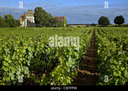 CORTON ANDRÉ SCHLOSS UND WEINBERGE, DIE GROßE BURGUNDER WEINSTRAßE, ALOXE-CORTON, COTE D ' OR (21), FRANKREICH Stockfoto