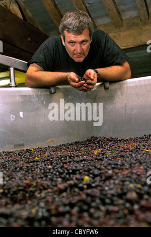 EMMANUEL SALA, Leiter der Weinbau Keller, Weinberge von Château DE POMMARD, Côte d ' or (21), BOURGOGNE, Frankreich Stockfoto