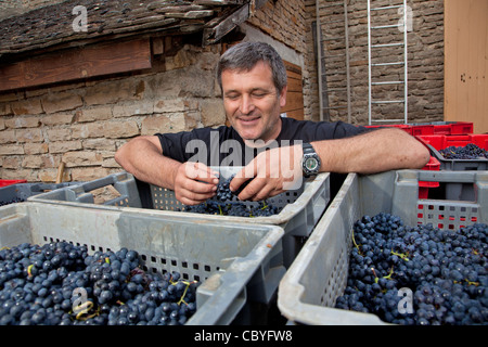 EMMANUEL SALA, Leiter der Weinbau Keller, Weinberge von Château DE POMMARD, Côte d ' or (21), BOURGOGNE, Frankreich Stockfoto