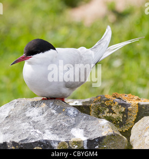 Eine Küstenseeschwalbe (Sterna Paradisaea) genommen auf den Farne Islands, Northumberland, UK Stockfoto